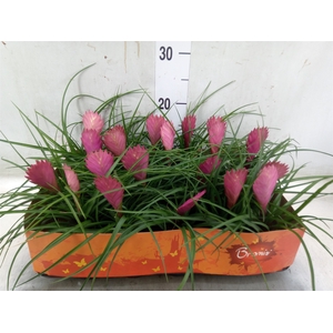 Tillandsia cyanea