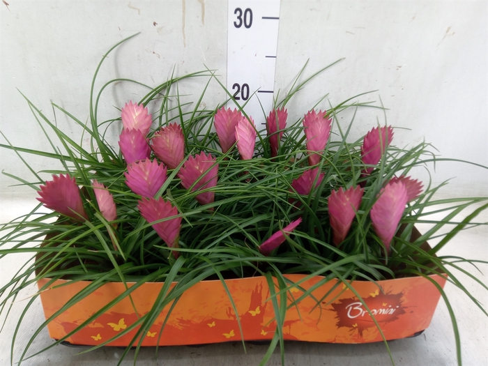 <h4>Tillandsia cyanea</h4>