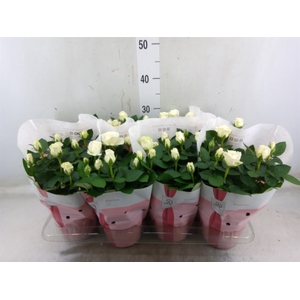 Rosa  'Amorosa Infinity White'