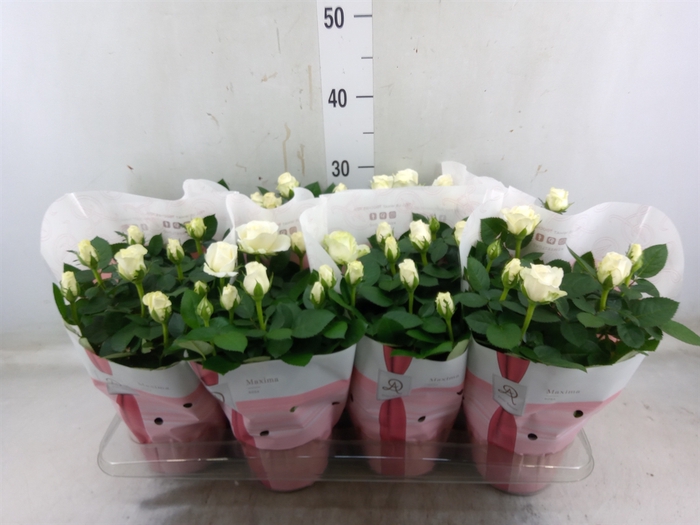 <h4>Rosa  'Amorosa Infinity White'</h4>