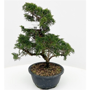 Juniperus chinensis Itoigawa, 20cm., in trainingpot.