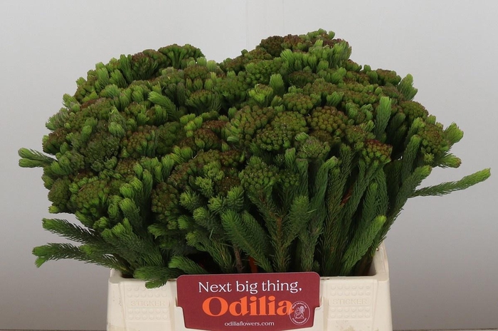 <h4>BRUN ALBIFLORA</h4>