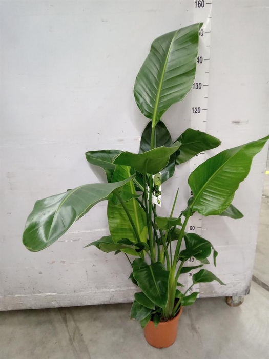 <h4>Strelitzia nicolai</h4>