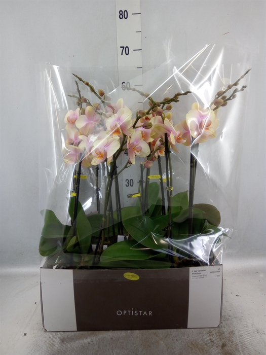 <h4>Phalaenopsis   ...orange</h4>