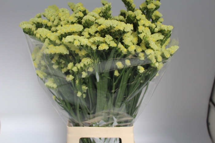 <h4>LIM S CAN SUN BIRDS</h4>