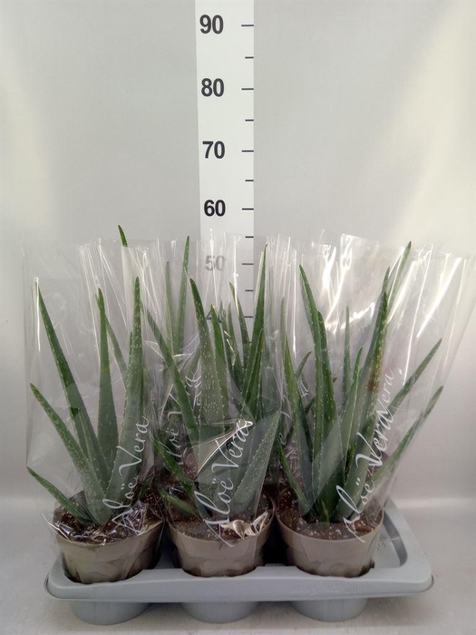 <h4>Aloe vera</h4>