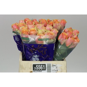 Rosa Gr Dividend