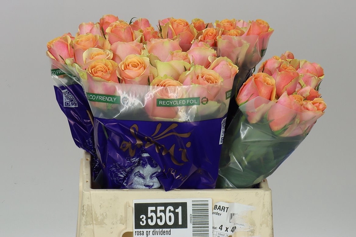 <h4>Rosa Gr Dividend</h4>