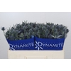 Eryngium Blue Dynamite