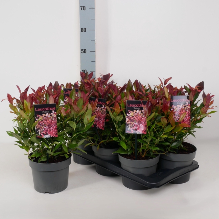 <h4>LEUCOT AX ZEBLID</h4>