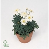 Argyranthemum Molimba Duplo White