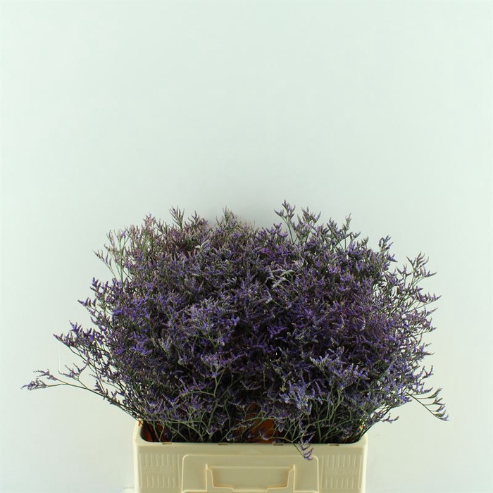 Limonium Safora Blue