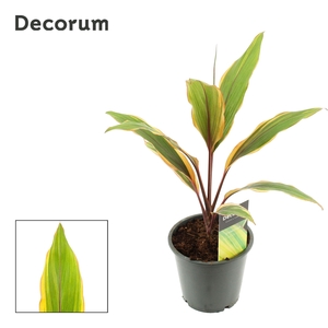 Cordyline Caramel Queen 12 cm (Decorum)