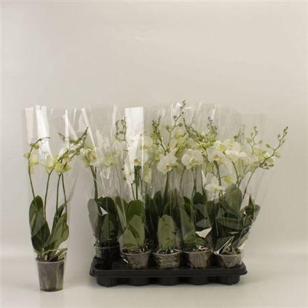 <h4>Phal An Inverness 4 Branches 24+</h4>