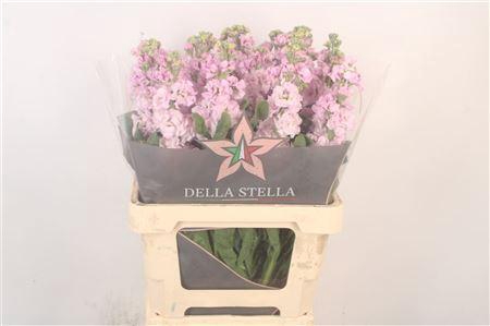 <h4>Matth Iron Light Pink</h4>