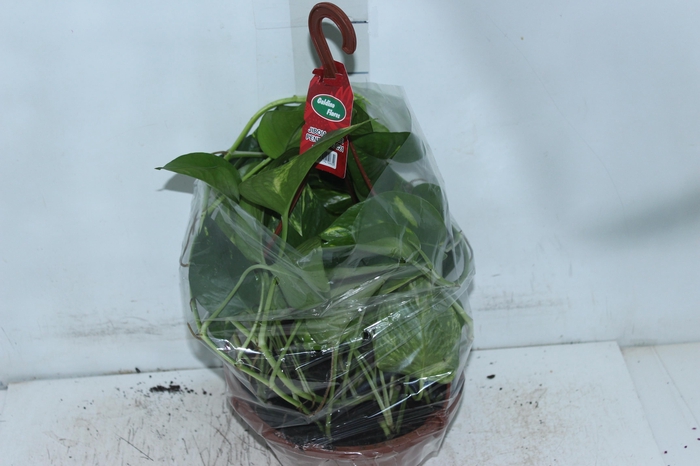 <h4>JIBOIA VERDE C21 PENDENTE</h4>