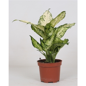 Dieffenbachia 