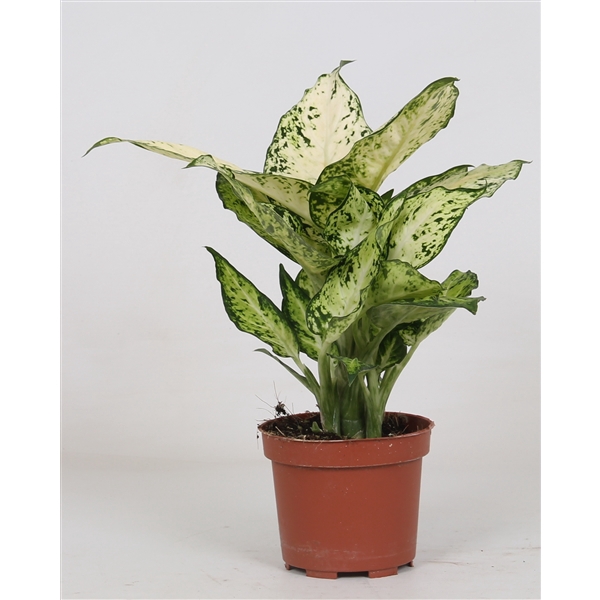 <h4>Dieffenbachia "Amy"</h4>