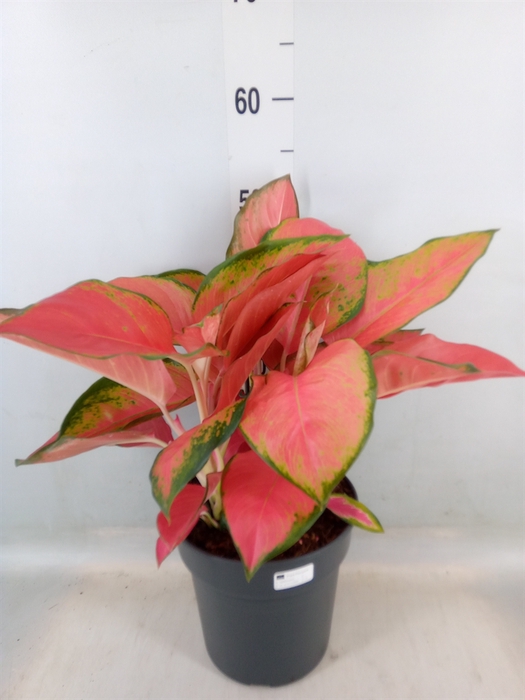 <h4>Aglaonema   ...</h4>