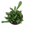Crassula Ova Hobbit CR8012