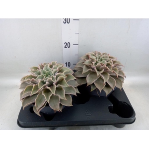 Echeveria ...