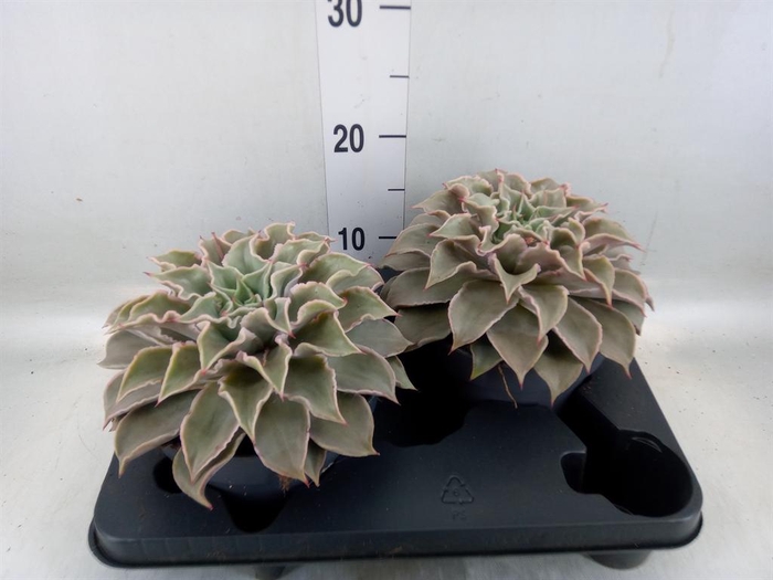 <h4>Echeveria   ...</h4>