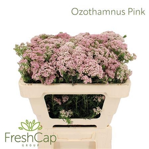 Ozothamnus Pink