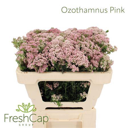 <h4>Ozothamnus Pink</h4>