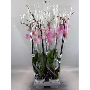 Phalaenopsis  'Ant Salinas'
