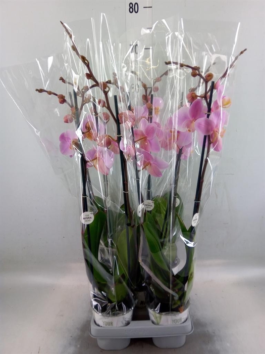<h4>Phalaenopsis  'Ant Salinas'</h4>