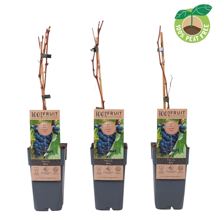 <h4>Vitis vinifera 'Beta', P15 (extra winterhard)</h4>