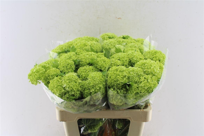<h4>Viburnum Roseum 60cm 3 Bal</h4>