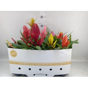 Bromelia   ...mix 10