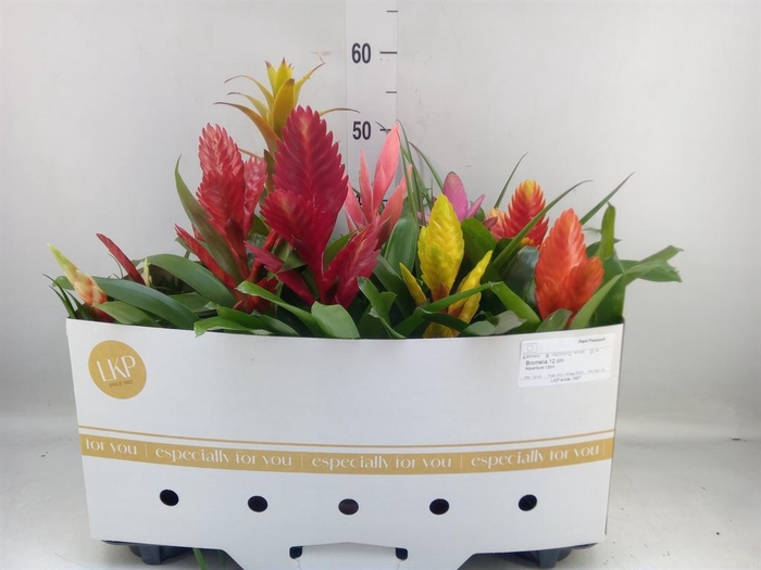 <h4>Bromelia   ...mix 10</h4>