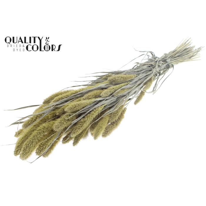<h4>Setaria per bunch Frosted Light Yellow</h4>