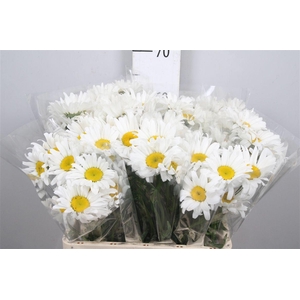 Leuc Vulg White