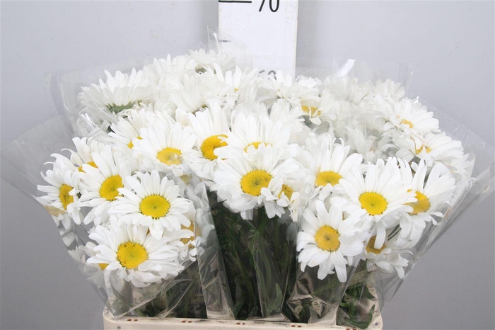 <h4>Leuc Vulg White</h4>