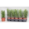 Euphor Trigona