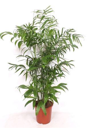 <h4>Chamaedorea Seifrizii</h4>