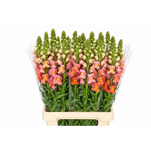 Antirrhinum Potomac Dark Orange