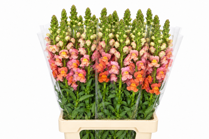 <h4>Antirrhinum Potomac Dark Orange</h4>