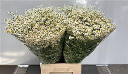 <h4>Tanacetum Pa Single Vegmo</h4>