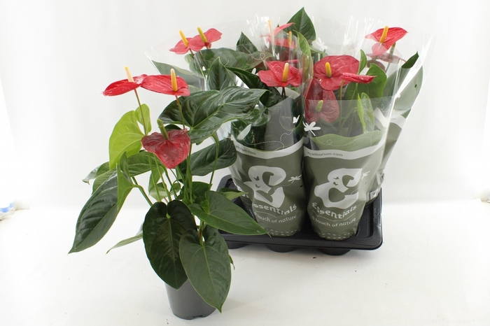 <h4>ANTHU AN TURENZA</h4>