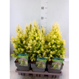 Picea glauca