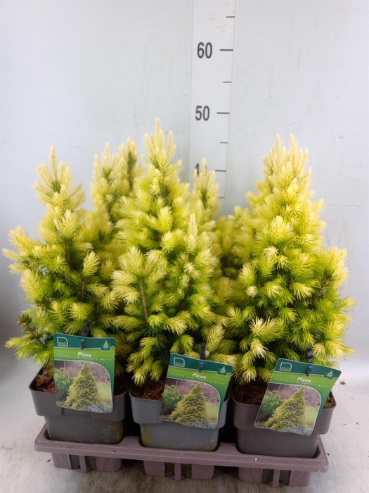 <h4>Picea glauca</h4>