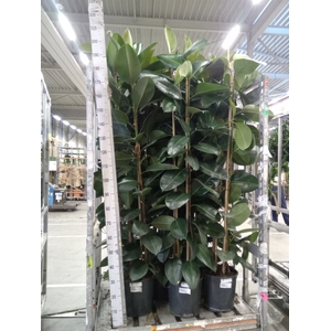 Ficus elastica 'Robusta'