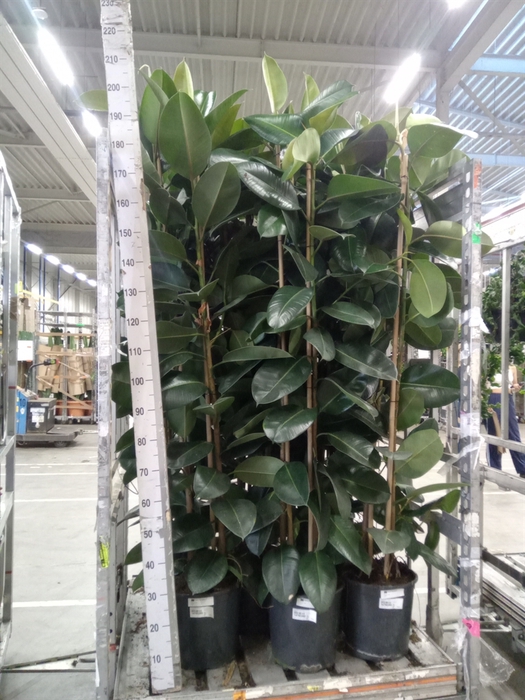 <h4>Ficus elastica 'Robusta'</h4>