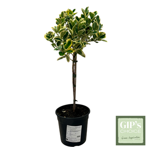 Euonymus jap. 'Bravo' 1/4 Stem P24