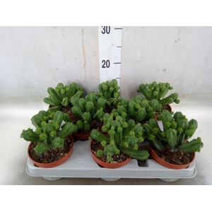 Euphorbia   ...