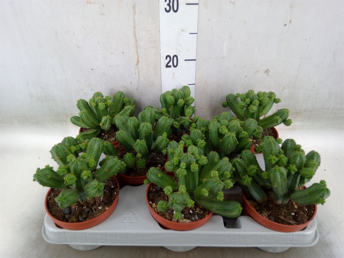 <h4>Euphorbia   ...</h4>